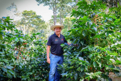 Honduras Finca Jerusalén Geisha (11)