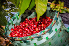 Honduras Finca Jerusalén Geisha (12)