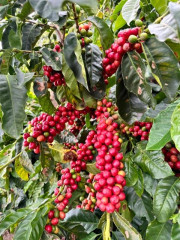 Jarní káva Venezuela Rivero Family (14)