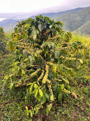Jarní káva Venezuela Rivero Family (15)