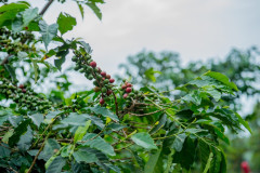 Rwanda Muzo (12)