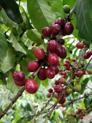 Rwanda Muzo (18)
