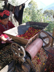 Guatemala Tzikin (12)