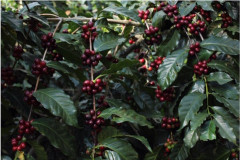 Guatemala Tzikin (13)