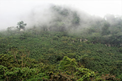 Guatemala Tzikin (14)