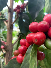 Kenya Kirinyaga (1)