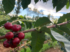 Kenya Kirinyaga (2)