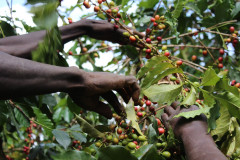Kenya Kirinyaga (3)
