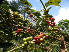 Kenya Kirinyaga (4)
