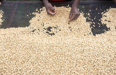 Kenya Kirinyaga (5)