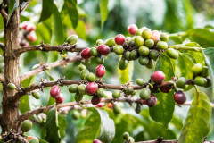 Kenya Kirinyaga (6)