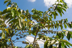 Kenya Kirinyaga (7)