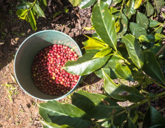Kenya Kirinyaga (8)