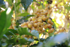Brazil Fazenda Sao Silvestre (4)