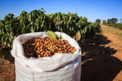 Brazil Fazenda Sao Silvestre (5)