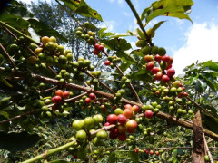 Kenya Kirinyaga (4)
