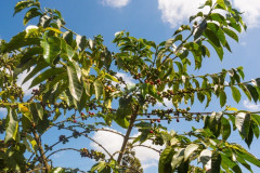 Kenya Kirinyaga (7)