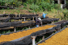 Podzimní káva - El Salvador Finca Las Brisas (7)