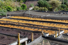 Podzimní káva - El Salvador Finca Las Brisas (8)