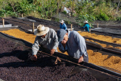 Podzimní káva - El Salvador Finca Las Brisas (9)