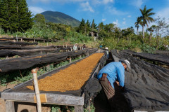 Podzimní káva - El Salvador Finca Las Brisas (10)