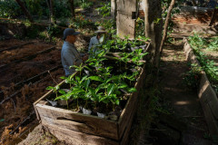 Podzimní káva - El Salvador Finca Las Brisas (11)