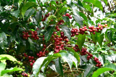 Ethiopia Chelichele (2)