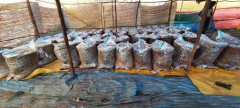 Ethiopia Chelichele (4)