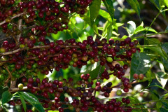 Ethiopia Chelichele (9)